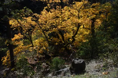 DSC_6455 (Large).JPG